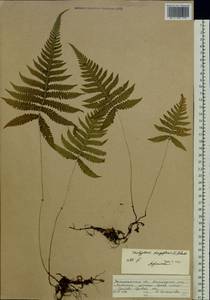 Фегоптерис связывающий, Буковник обыкновенный (Michx.) Watt, Восточная Европа, Западно-Украинский район (E13) (Украина)