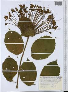 Clerodendrum capitatum (Willd.) Schumach. & Thonn., Африка (AFR) (Эфиопия)