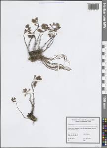 Crassulaceae, Зарубежная Азия (ASIA) (Турция)