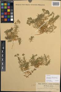 Drypis spinosa subsp. jacquiniana Wettst. & Murb., Западная Европа (EUR) (Италия)