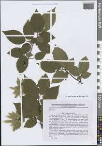 Граб обыкновенный, Граб кавказский L., Крым (KRYM) (Россия)