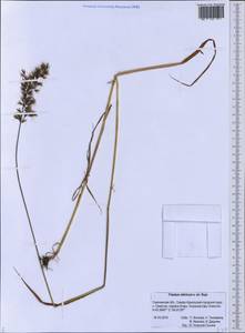 Sibirotrisetum sibiricum (Rupr.) Barberá, Сибирь, Дальний Восток (S6) (Россия)