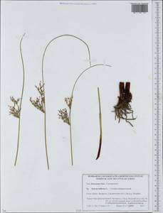 Ситник искривленный L., Восточная Европа, Белоруссия (E3a) (Белоруссия)