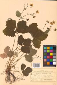 Земляника мускусная Duchesne, Восточная Европа, Центральный район (E4) (Россия)