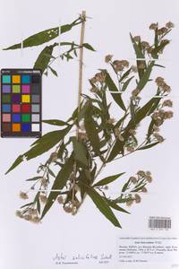 Symphyotrichum ×salignum (Willd.) G. L. Nesom, Восточная Европа, Московская область и Москва (E4a) (Россия)