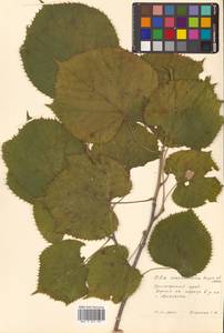 Липа маньчжурская Rupr. & Maxim., Сибирь, Дальний Восток (S6) (Россия)