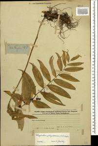 Купена восточная Desf., Кавказ, Азербайджан (K6) (Азербайджан)