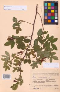 Шиповник майский Herrm., Восточная Европа, Западный район (E3) (Россия)