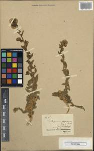 Erigeron flagellaris A. Gray, Зарубежная Азия (ASIA) (Иран)