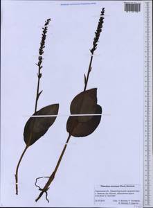 Любка Хориса (Cham.) Rchb.f., Сибирь, Дальний Восток (S6) (Россия)