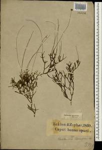 Euryops ericifolius (Bél.) B.Nord., Африка (AFR) (ЮАР)