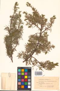 Можжевельник обыкновенный L., Восточная Европа, Белоруссия (E3a) (Белоруссия)