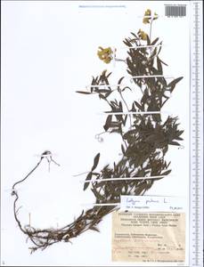 Чина луговая L., Средняя Азия и Казахстан, Памир и Памиро-Алай (M2) (Таджикистан)