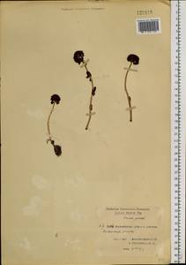 Родиола розовая, Золотой корень L., Сибирь, Центральная Сибирь (S3) (Россия)