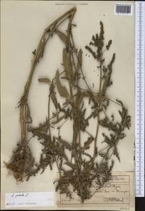 Лебеда раскидистая L., Средняя Азия и Казахстан, Западный Тянь-Шань и Каратау (M3) (Казахстан)