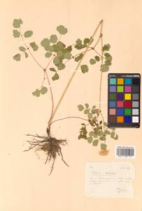 Thalictrum aquilegiifolium subsp. aquilegiifolium, Сибирь, Дальний Восток (S6) (Россия)