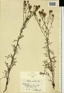 Centaurea stoebe subsp. stoebe, Восточная Европа, Московская область и Москва (E4a) (Россия)