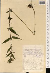 Urtica dioica var. holosericea Fr., Монголия (MONG) (Монголия)