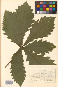 Quercus mongolica var. crispula (Blume) H.Ohashi, Сибирь, Дальний Восток (S6) (Россия)