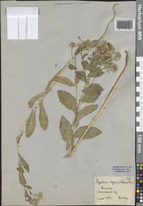 Клоповник алеппский L., Средняя Азия и Казахстан, Сырдарьинские пустыни и Кызылкумы (M7) (Узбекистан)