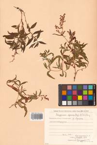 Кенигия аянская (Regel & Tiling) J.H.Xue, Chepinoga & K.P.Ma, Сибирь, Чукотка и Камчатка (S7) (Россия)