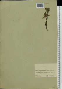 Ива сизая L., Восточная Европа, Северный район (E1) (Россия)