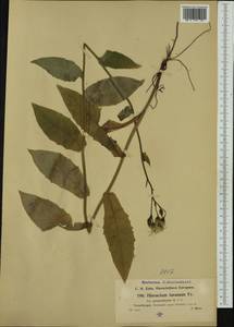 Hieracium jurassicum subsp. prenanthopsis (Murr & Zahn) Gottschl., Западная Европа (EUR) (Австрия)
