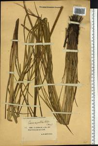 Осока водяная Wahlenb., Сибирь, Якутия (S5) (Россия)