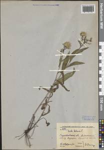 Pentanema britannicum (L.) D. Gut. Larr., Santos-Vicente, Anderb., E. Rico & M. M. Mart. Ort., Восточная Европа, Нижневолжский район (E9) (Россия)