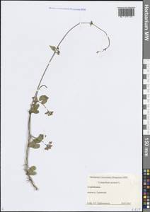 Цинанхум острый L., Кавказ, Азербайджан (K6) (Азербайджан)