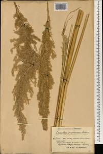 Сахарный тростник равеннский (L.) L., Зарубежная Азия (ASIA) (КНР)