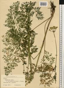 Гирча тминолистная (L.) L., Восточная Европа, Латвия (E2b) (Латвия)