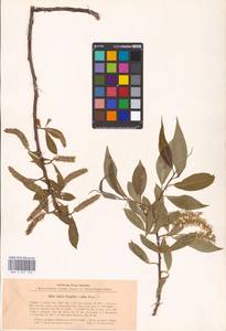 Salix alba × fragilis, Восточная Европа, Северо-Украинский район (E11) (Украина)
