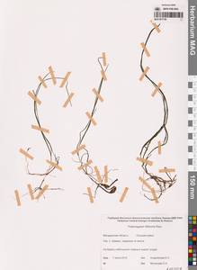 Штукения нитевидная, Рдест нитевидный (Pers.) Börner, Сибирь, Чукотка и Камчатка (S7) (Россия)