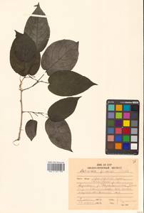 Актинидия Джиральди (Diels) Vorosch., Сибирь, Дальний Восток (S6) (Россия)
