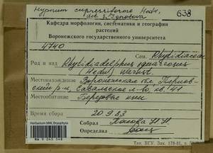Hypnum cupressiforme Hedw., Гербарий мохообразных, Мхи - Центральное Черноземье (B10) (Россия)