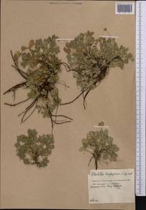 Potentilla cinerea subsp. incana (G. Gaertn., B. Mey. & Scherb.) Asch., Средняя Азия и Казахстан, Северный и Центральный Казахстан (M10) (Казахстан)