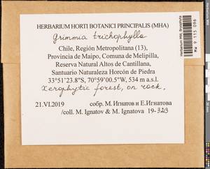 Grimmia trichophylla Grev., Гербарий мохообразных, Мхи - Америка (BAm) (Чили)