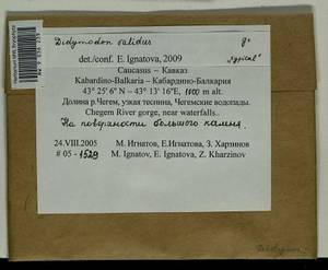 Didymodon validus Limpr., Гербарий мохообразных, Мхи - Северный Кавказ и Предкавказье (B12) (Россия)