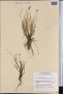 Carex marina subsp. pseudolagopina (T.J.Sørensen) Böcher, Америка (AMER) (Гренландия)
