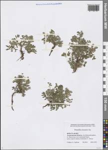 Sibbaldianthe orientalis (Soják) Mosyakin & Shiyan, Восточная Европа, Нижневолжский район (E9) (Россия)