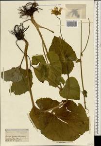 Дороникум крупнолистный Fisch., Кавказ, Ставропольский край, Карачаево-Черкесия, Кабардино-Балкария (K1b) (Россия)