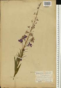 Иван-чай узколистный (L.) Scop., Восточная Европа, Белоруссия (E3a) (Белоруссия)