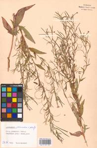 Epilobium adenocaulon × palustre, Восточная Европа, Московская область и Москва (E4a) (Россия)