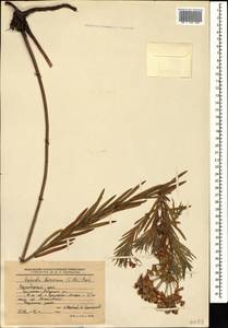 Euphorbia saratoi Ardoino, Кавказ, Краснодарский край и Адыгея (K1a) (Россия)
