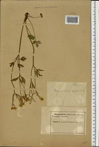 Лютик ползучий L., Восточная Европа, Северный район (E1) (Россия)