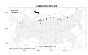Draba micropetala Hook., Атлас флоры России (FLORUS) (Россия)