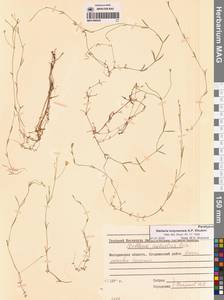 Звездчатка колымская A.P.Khokhr., Сибирь, Чукотка и Камчатка (S7) (Россия)
