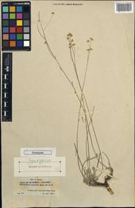 Hormathophylla longicaulis (Boiss.) Cullen & T.R. Dudley, Западная Европа (EUR) (Испания)