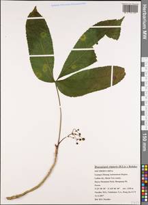 Brassaiopsis tripteris (H.Lév.) Rehder, Зарубежная Азия (ASIA) (КНР)